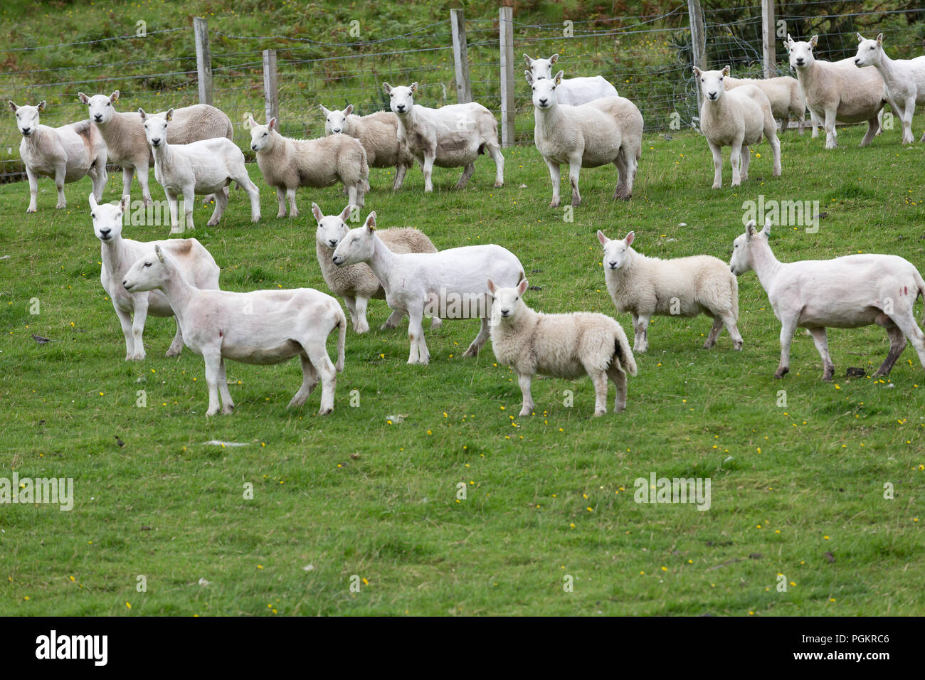 Shorn Animals High Resolution Stock Photography and Images - Alamy