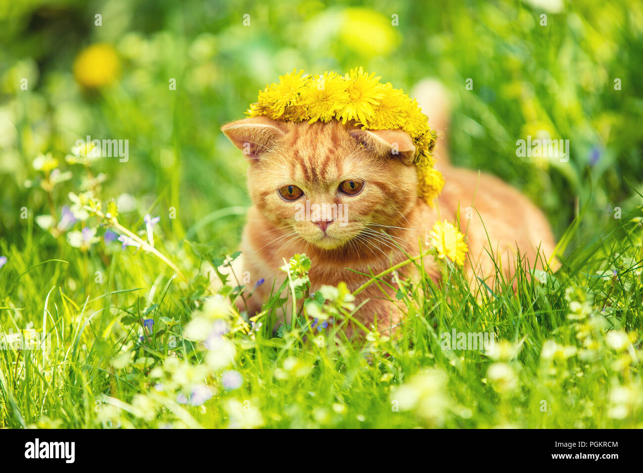 Portrait of a small red kitten lying on a dandelion field. The cat is wearing a flowers wreath and enjoying spring Stock Photo