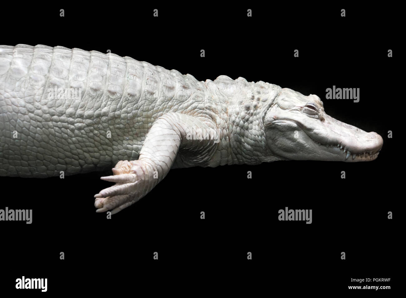 Albino alligator at the Georgia Aquarium in Atlanta, Georgia. (USA) Stock Photo