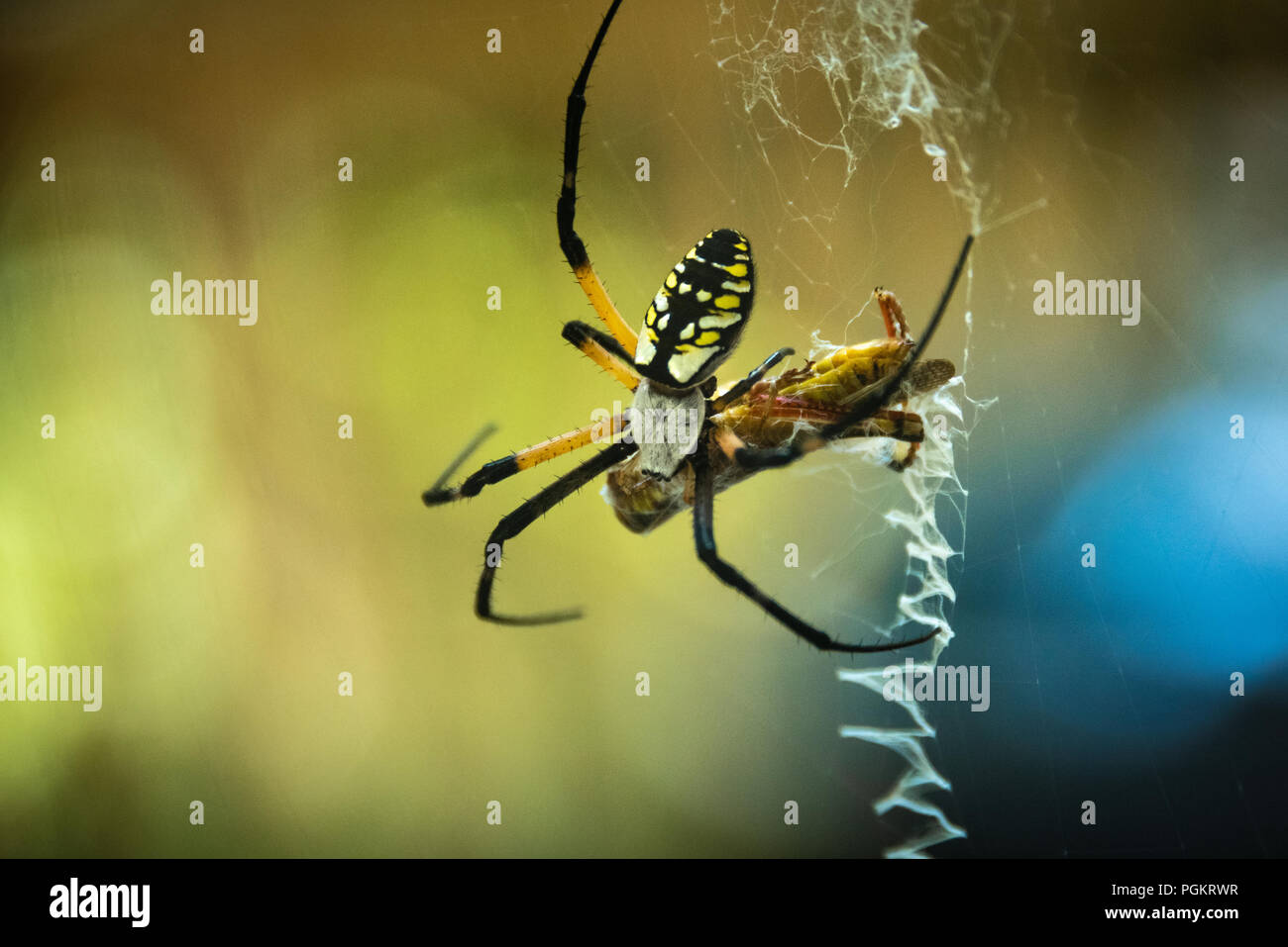 Black and yellow garden spider (Argiope aurantia), also known as a zipper spider or writing spider, wrapping and eating a captured grasshopper. Stock Photo