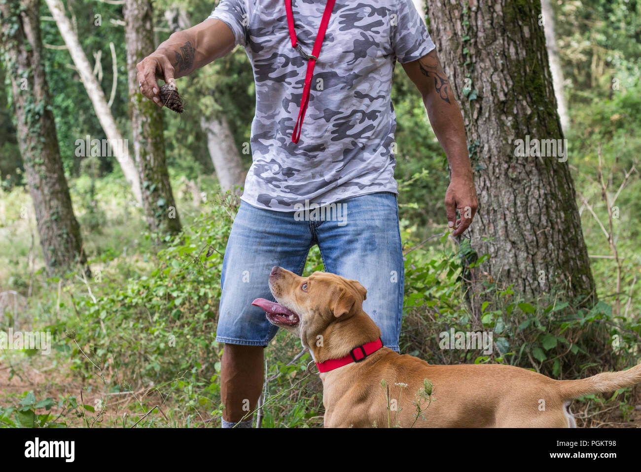 Man training dog pit bull forest outdoors pet Stock Photo