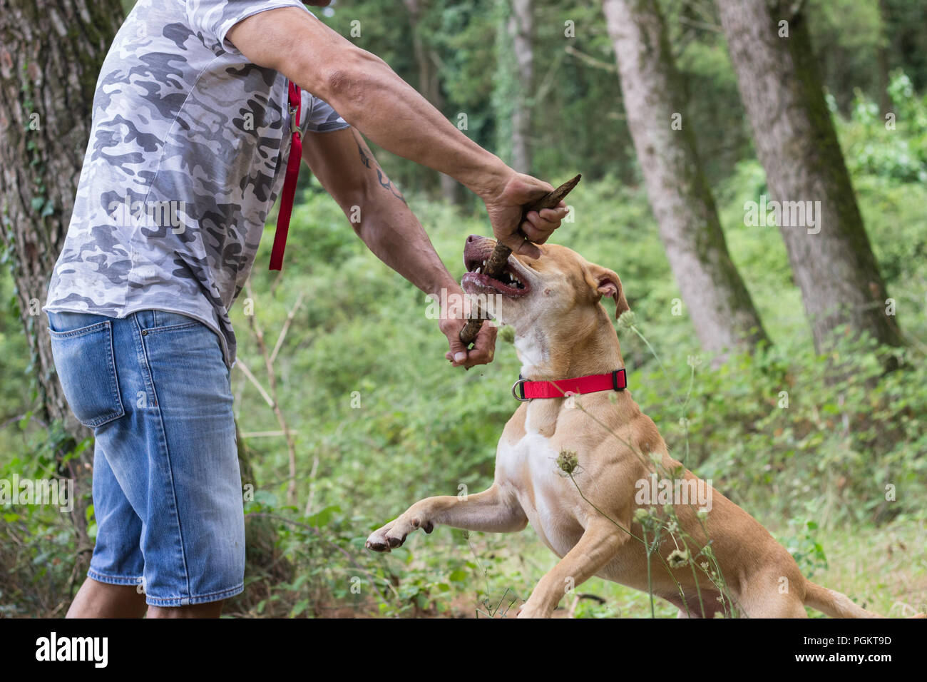 Man training dog pit bull forest outdoors pet Stock Photo