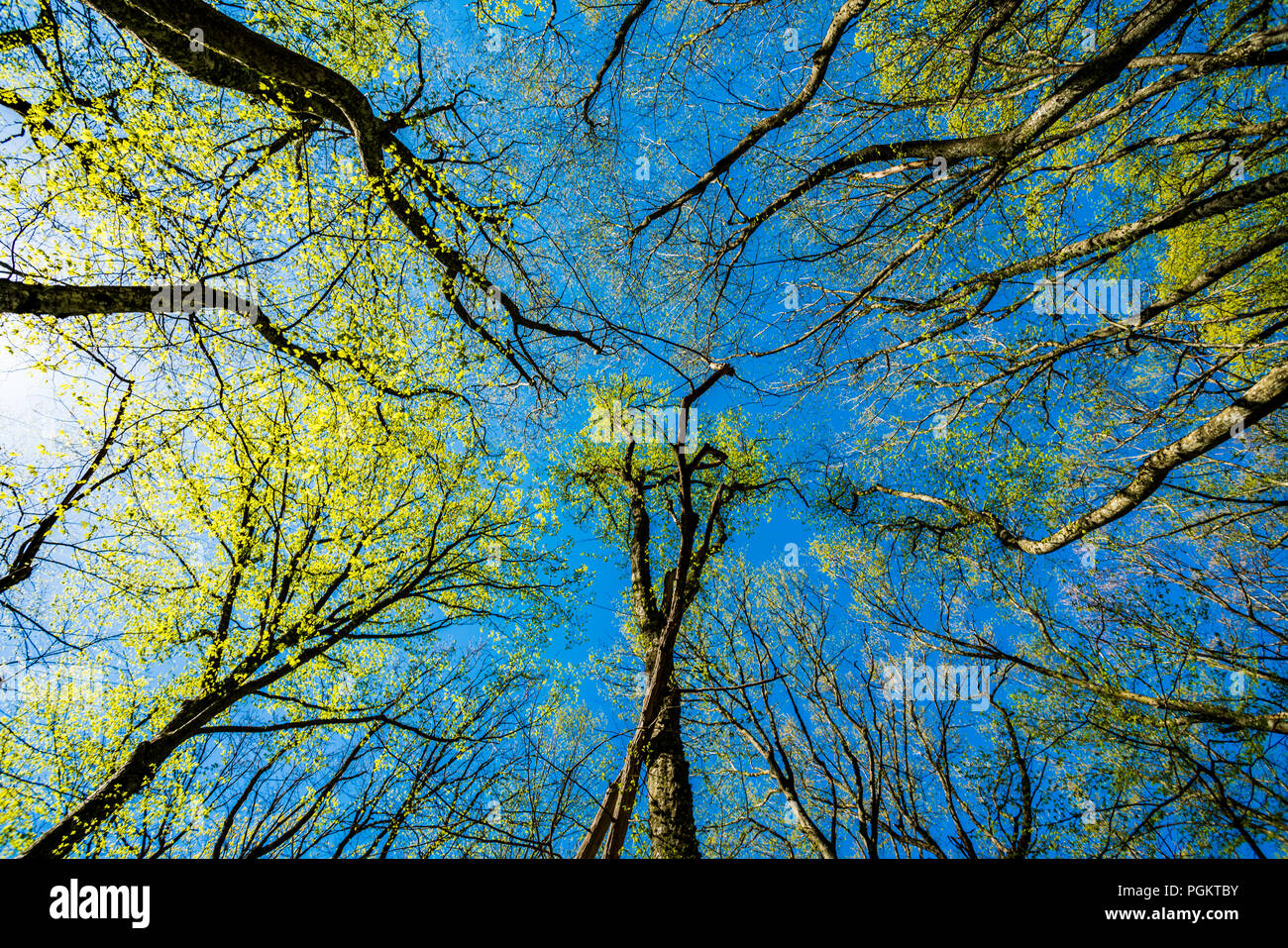 Green Tree Forest Stock Photo - Alamy