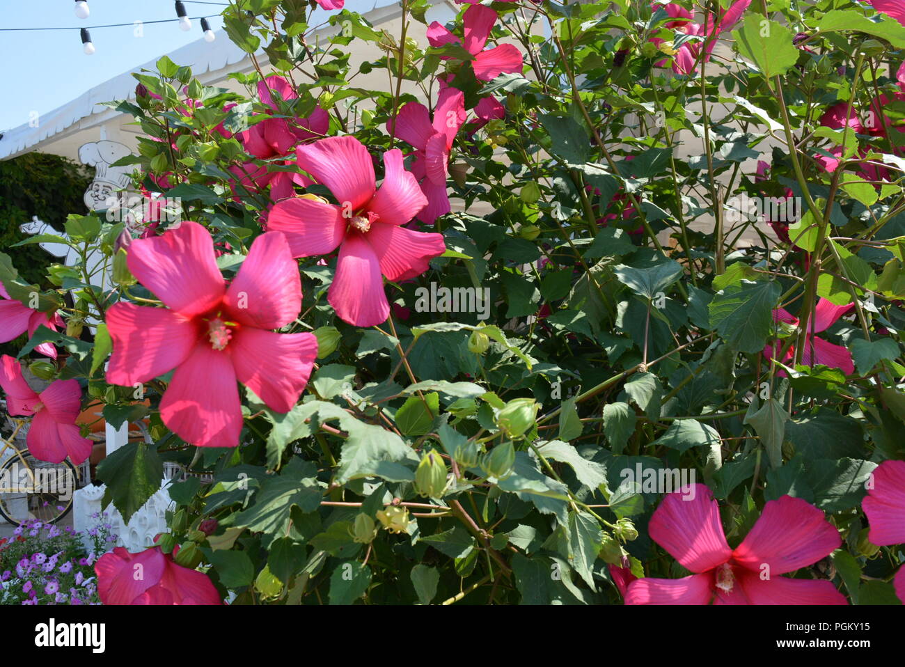 Brightly red, cherry, fuchsia flowers of hibiscus, alvaceae with leaves ...
