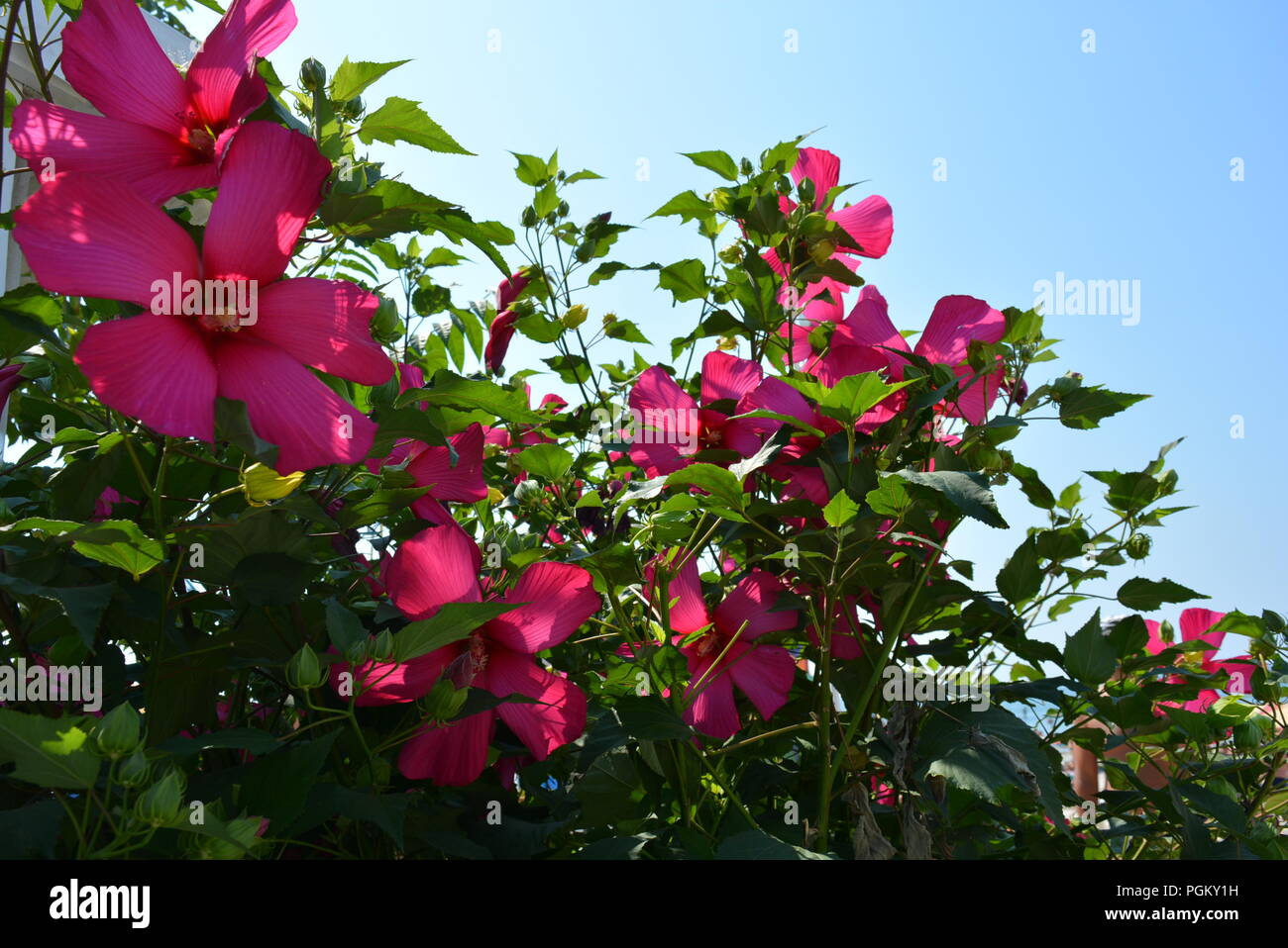 Brightly red, cherry, fuchsia flowers of hibiscus, alvaceae with leaves ...