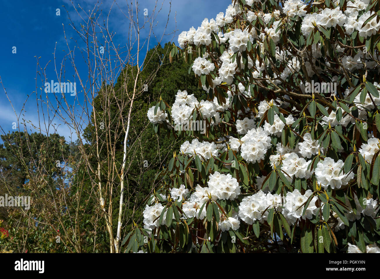 Clear white large leaved Rhododendron in spring sunshine. Stock Photo