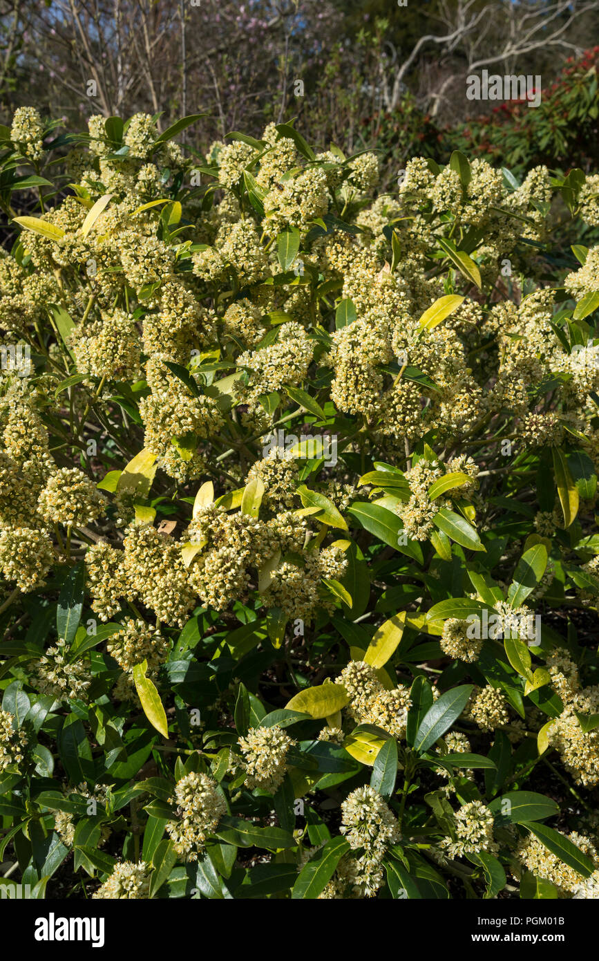 Skimmia confusa 'Kew Green'. An evergreen shrub with pale yellow flowers in spring. Stock Photo