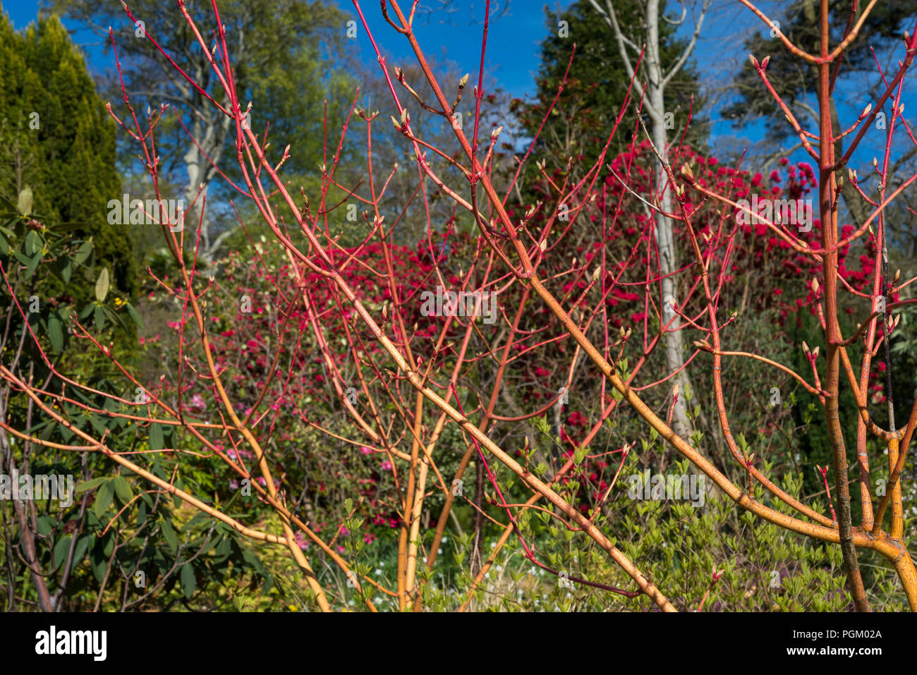 Acer conspicuum 'Phoenix' in spring sunshine. An ornamental Maple tree