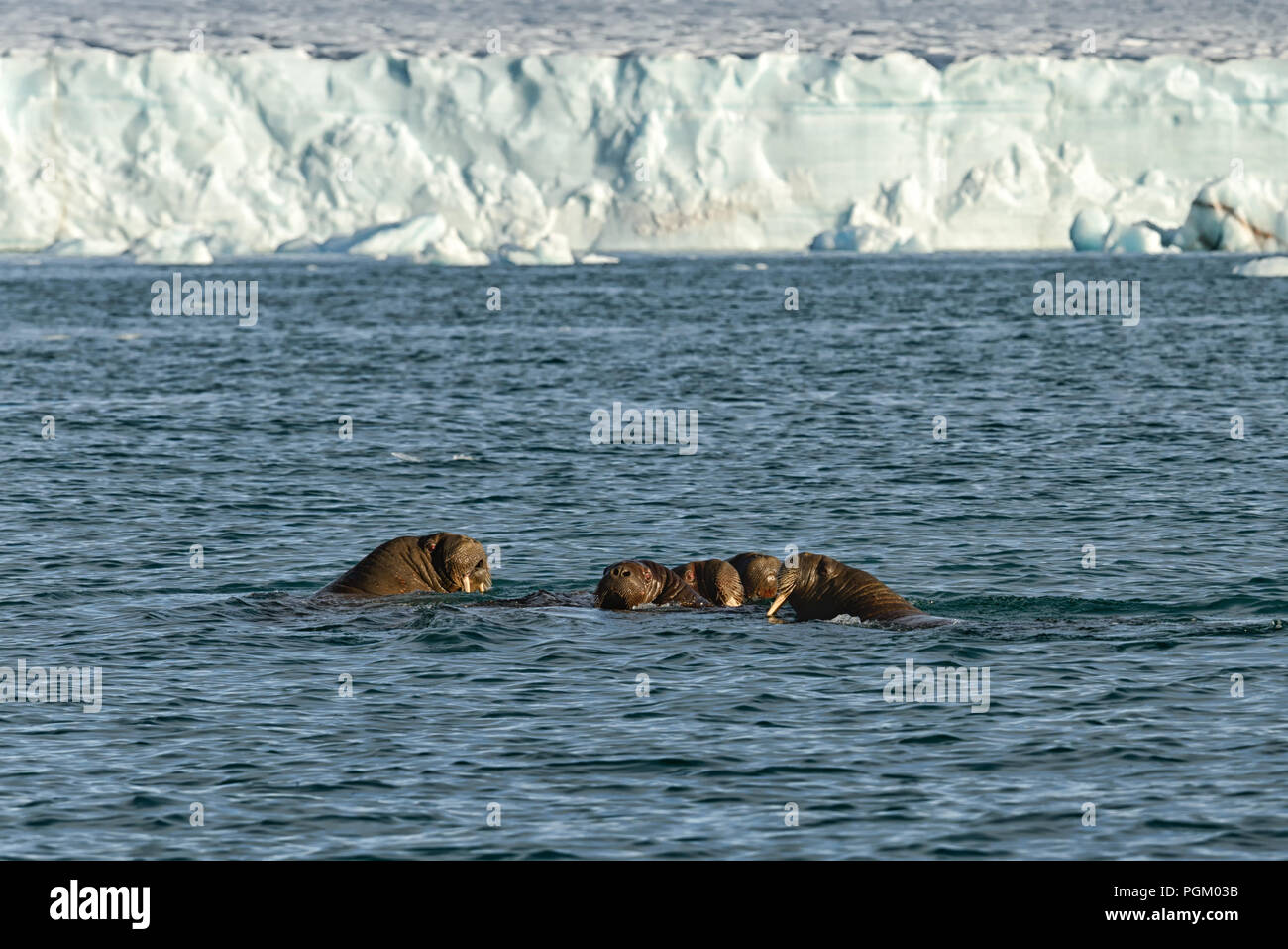 Group of walruses swimming in sea in front of the glacier Bråsvellbreen, arctic ice cap Austfonna , Nordaustlandet, Svalbard Archipelago, Norway Stock Photo