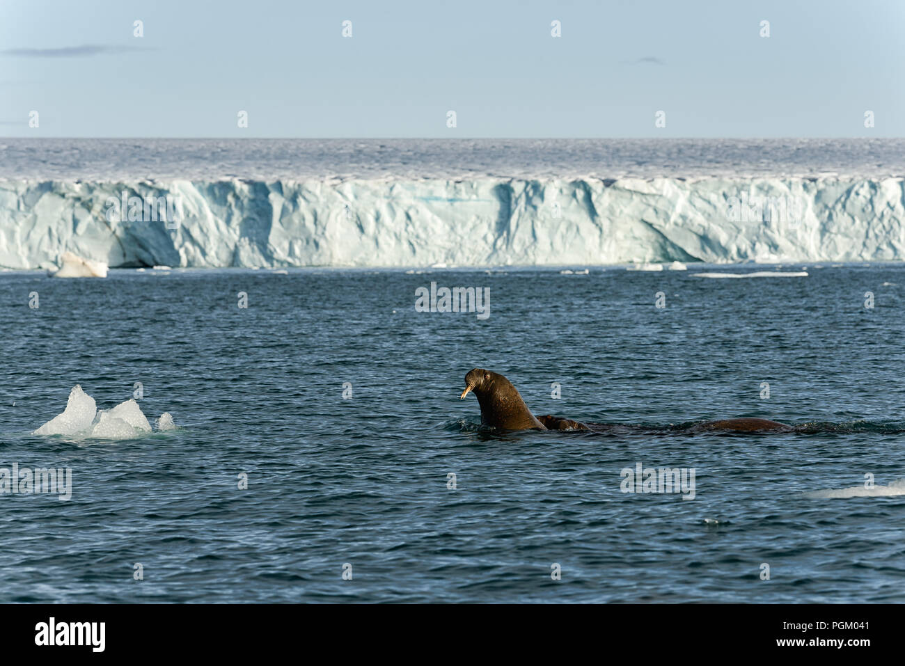 Group of walruses swimming in sea in front of the glacier Bråsvellbreen, Austfonna ice cap, Nordaustlandet, Svalbard Archipelago, Norway Stock Photo