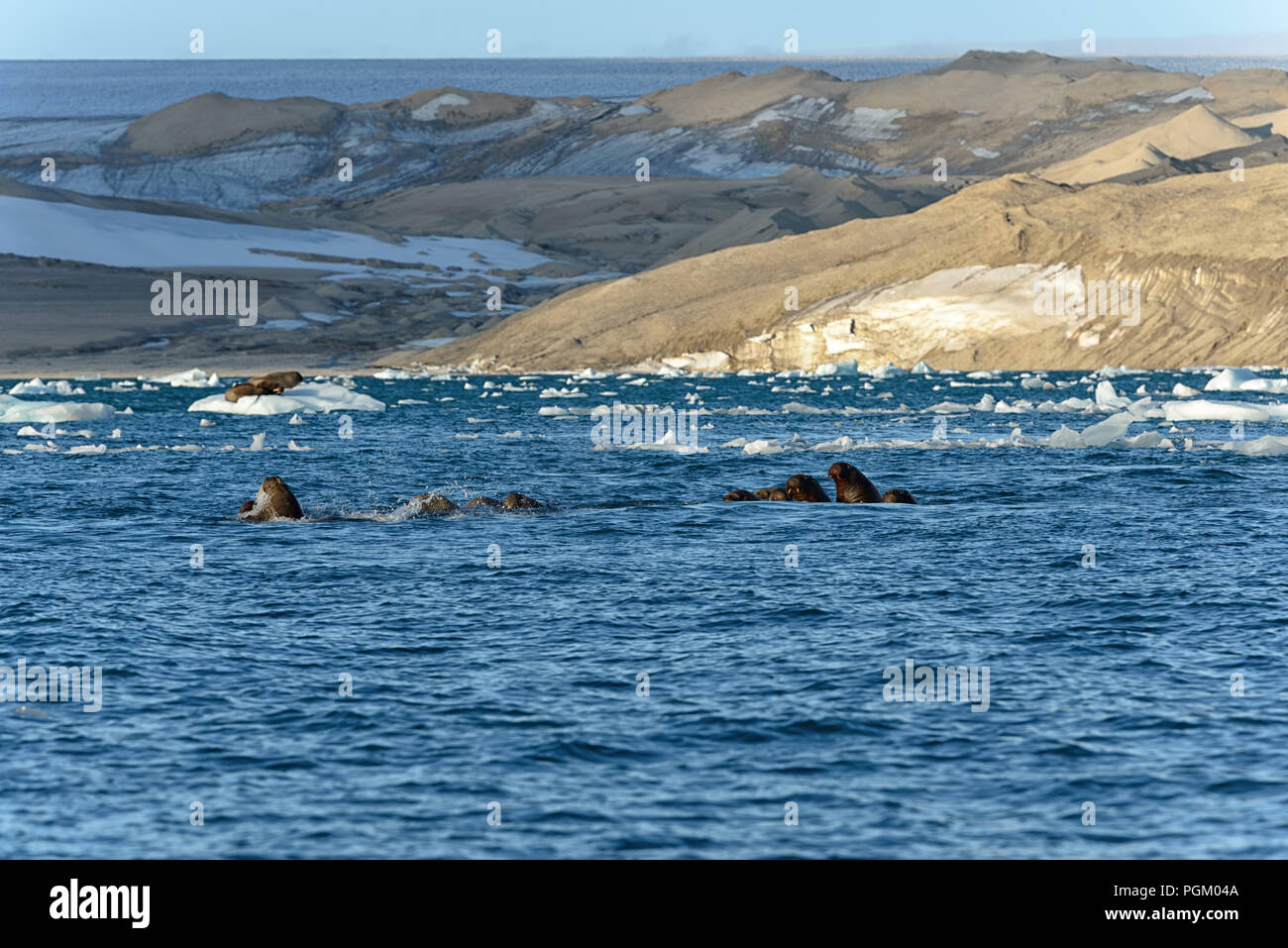 Group of walruses swimming in sea, Nordaustlandet, Svalbard, Norway Stock Photo
