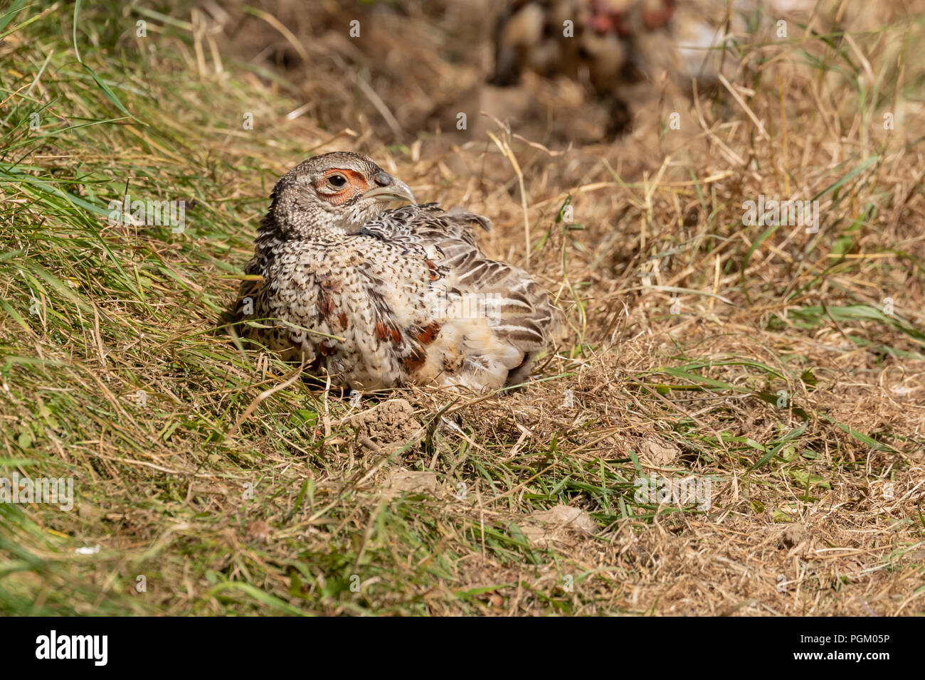 Pheasant poult in sunshine, UK Stock Photo - Alamy