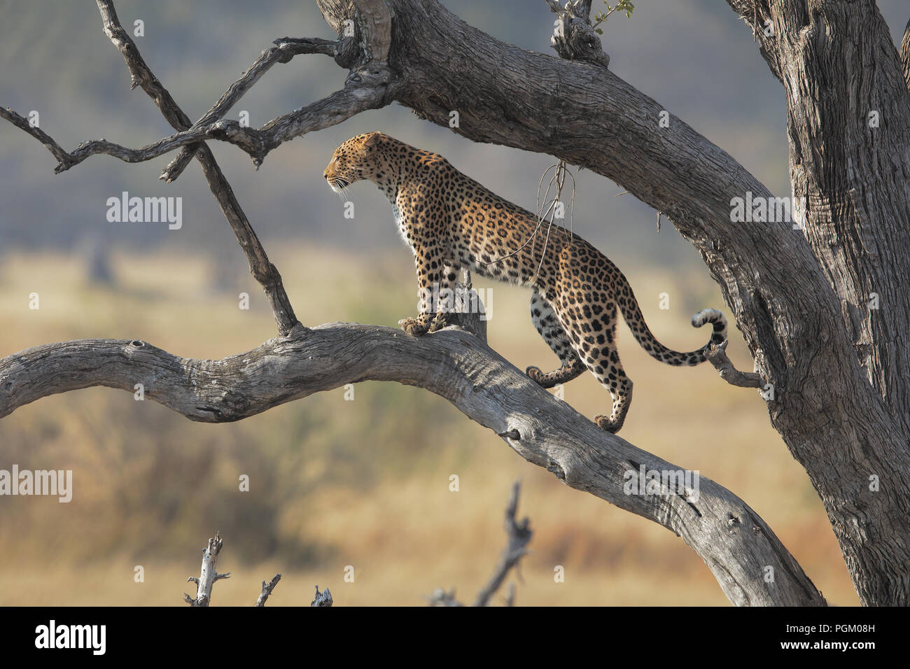 Leopard in Moremi Stock Photo