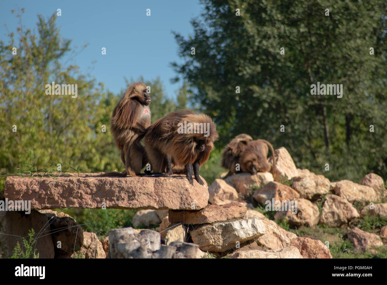 Il babbuino Gelada è una grossa scimmia della famiglia dei Cercopitecidi, endemica dell'Etiopia. È l'unica specie vivente del genere Theropithecus. Ge Stock Photo