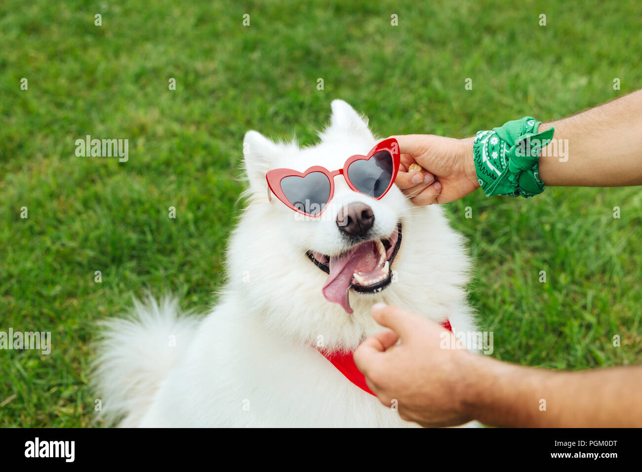 Owner of husky putting bright heart shape sunglasses on him Stock Photo
