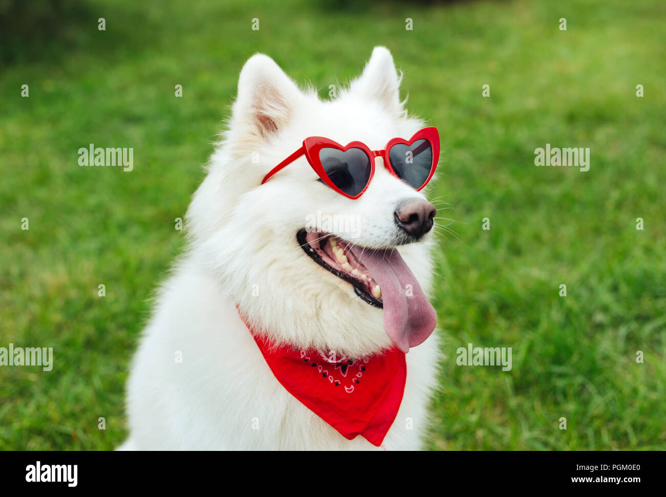 Puffy husky sales