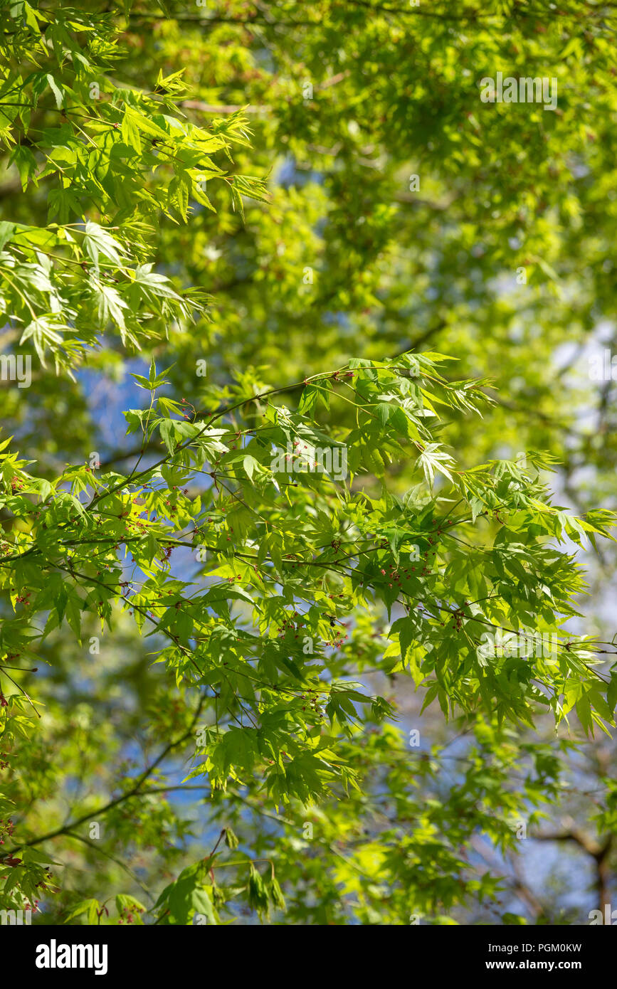 Bright green new foliage on a mature Japanese Acer in a spring garden. Stock Photo