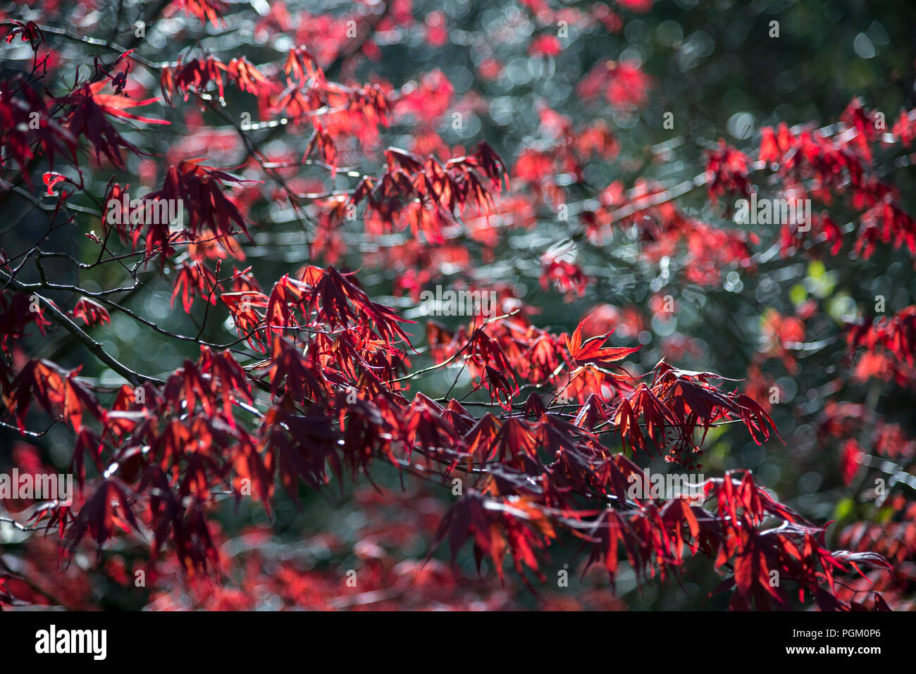 Deep red new growth on a fine leaved form of Japanese Acer in a spring garden. Stock Photo
