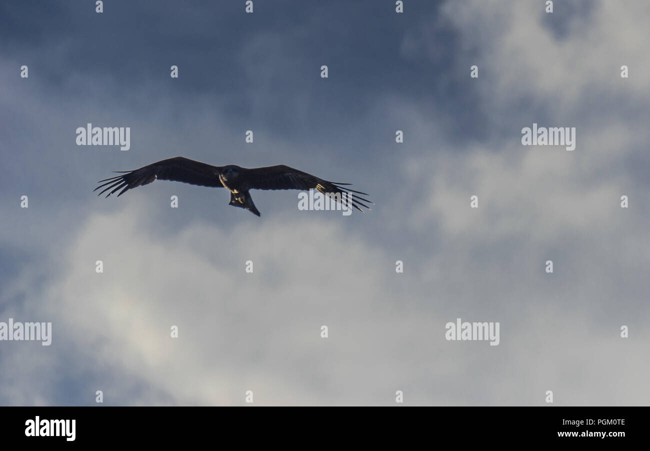 Black kite, spread wings flying in the blue cloudy sky Stock Photo