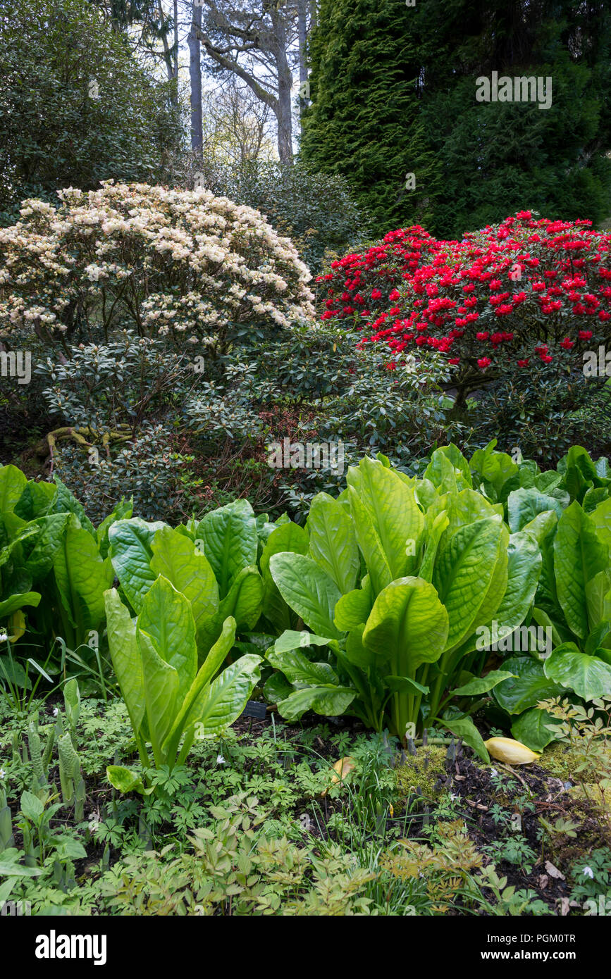 Skunk Cabbage growing in damp ground surrounded by mature Rhododendrons