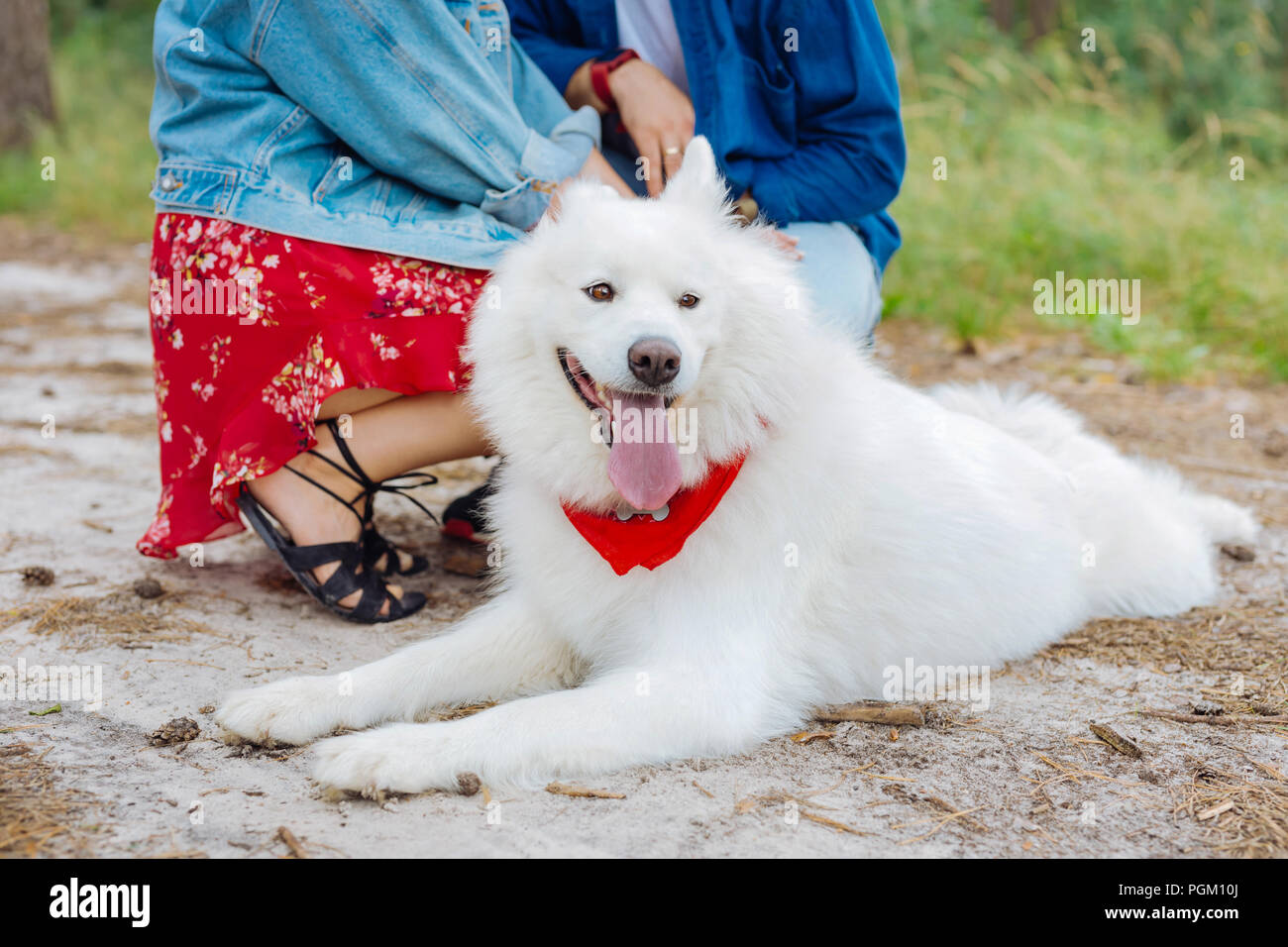 Cute white fluffy dog lying on the ground near his owners Stock Photo ...