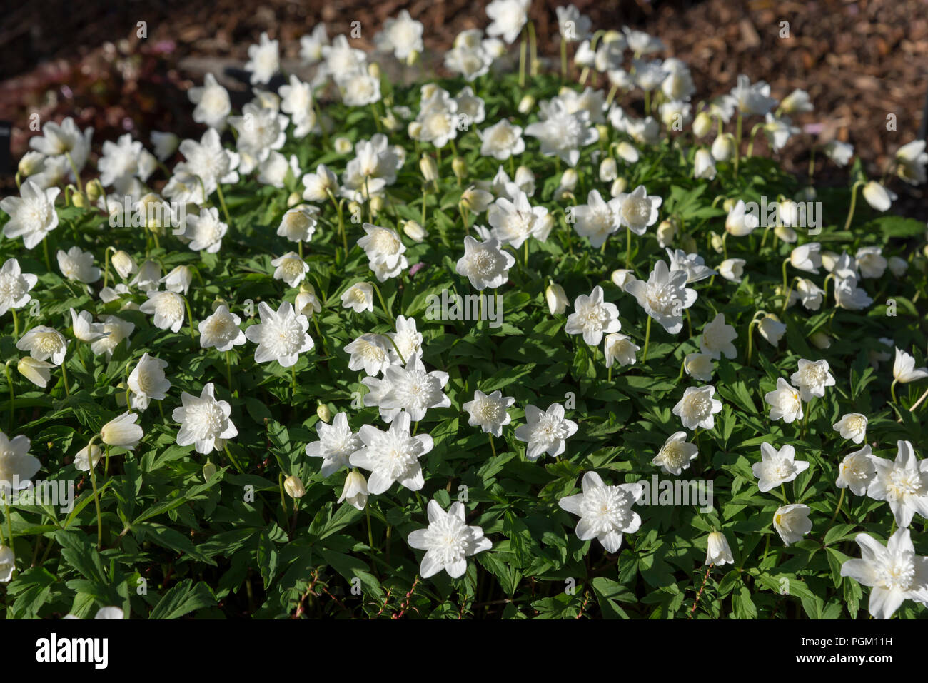 Anemone Nemorosa 'Vestal'. A pure white spring flowering form of wood Anemone with dainty double flowers. Stock Photo