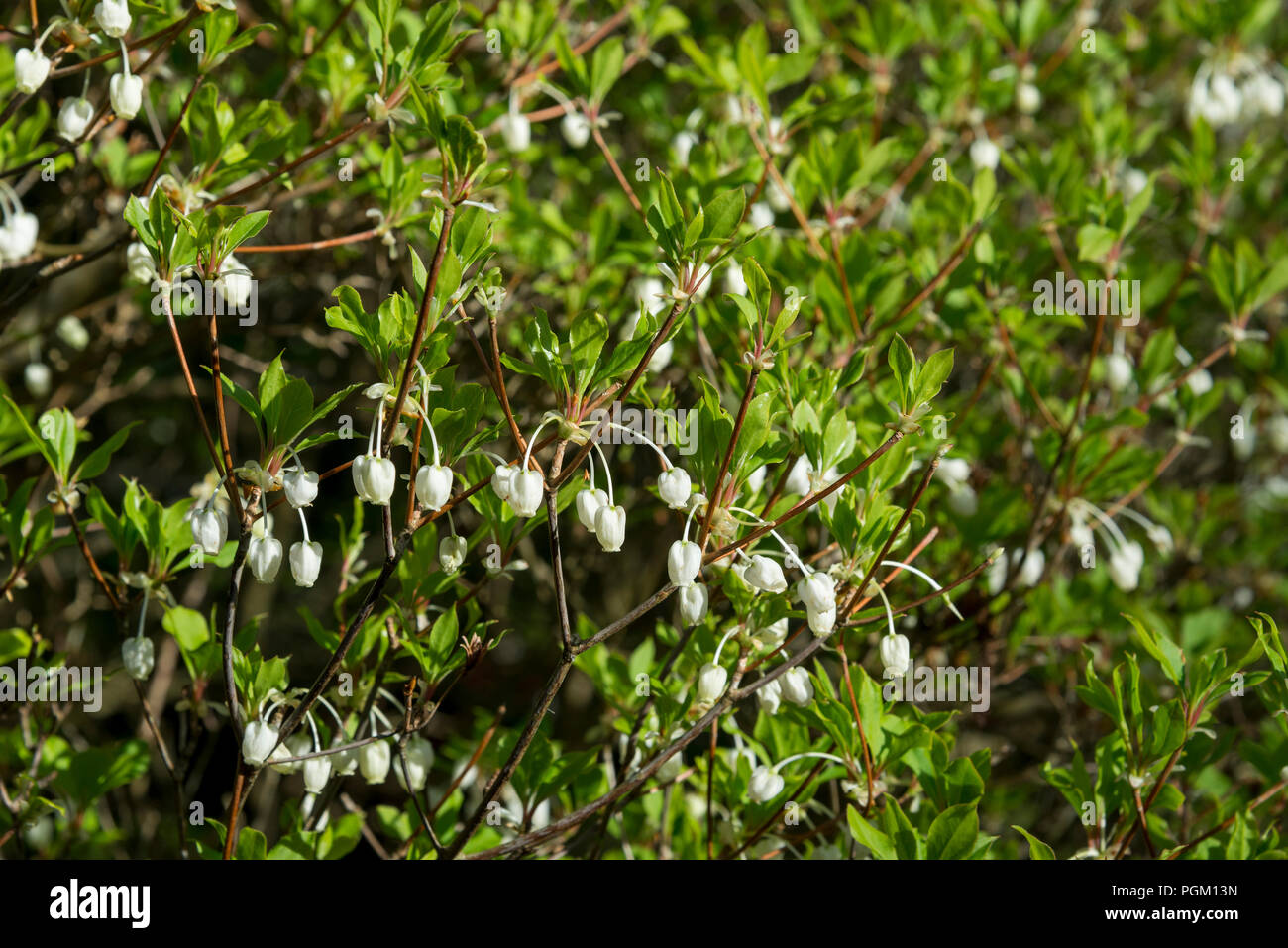 Enkianthus Perulatus, a spring flowering shrub native to Japan, grown as an deciduous ornamental plant. Stock Photo
