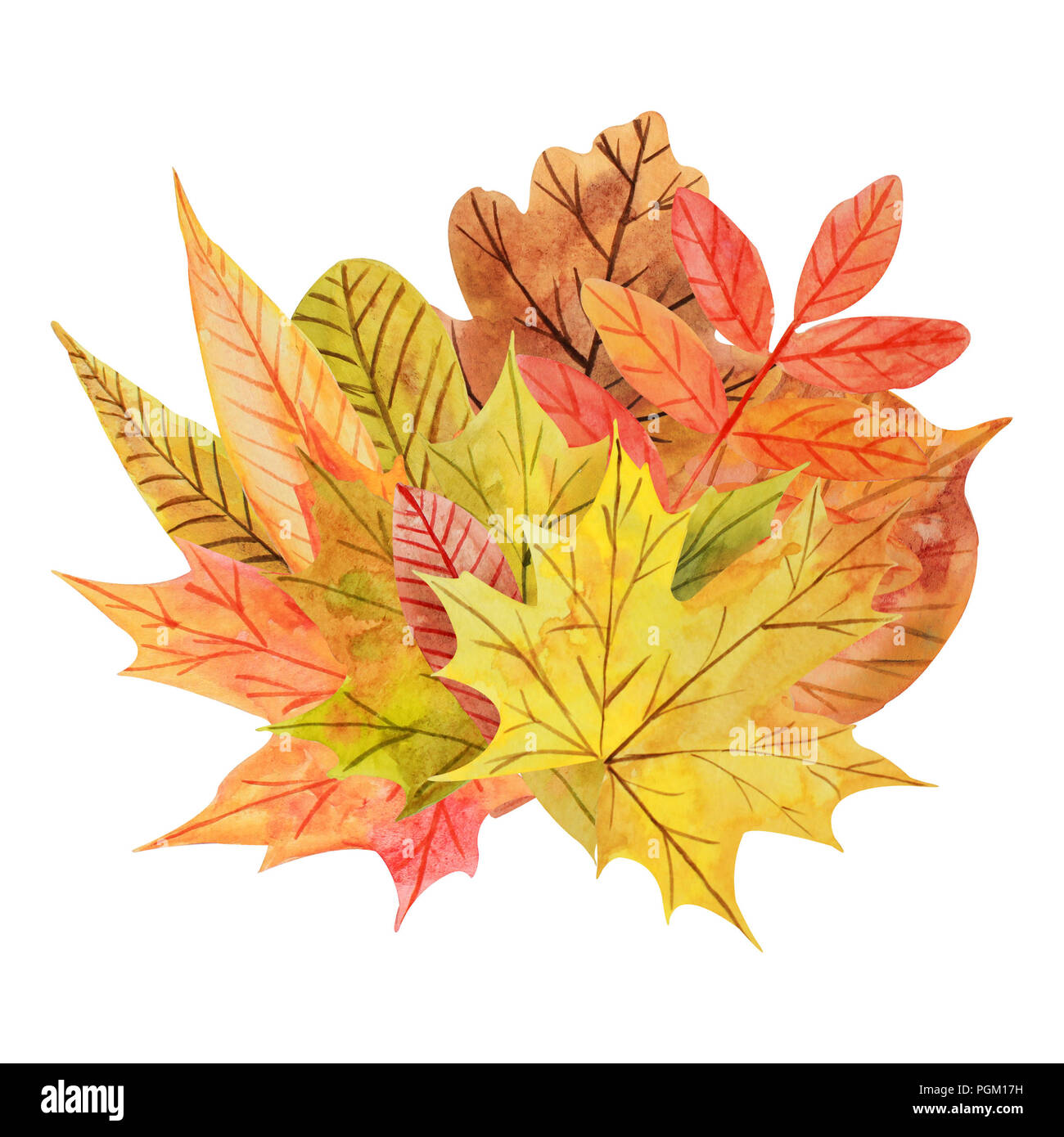 Composition with multicolored watercolor autumn leaves on a white ...