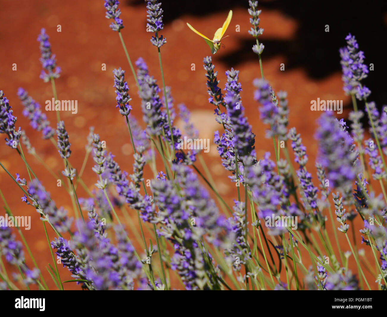 Vecchia pianta di lavanda immagini e fotografie stock ad alta risoluzione -  Alamy