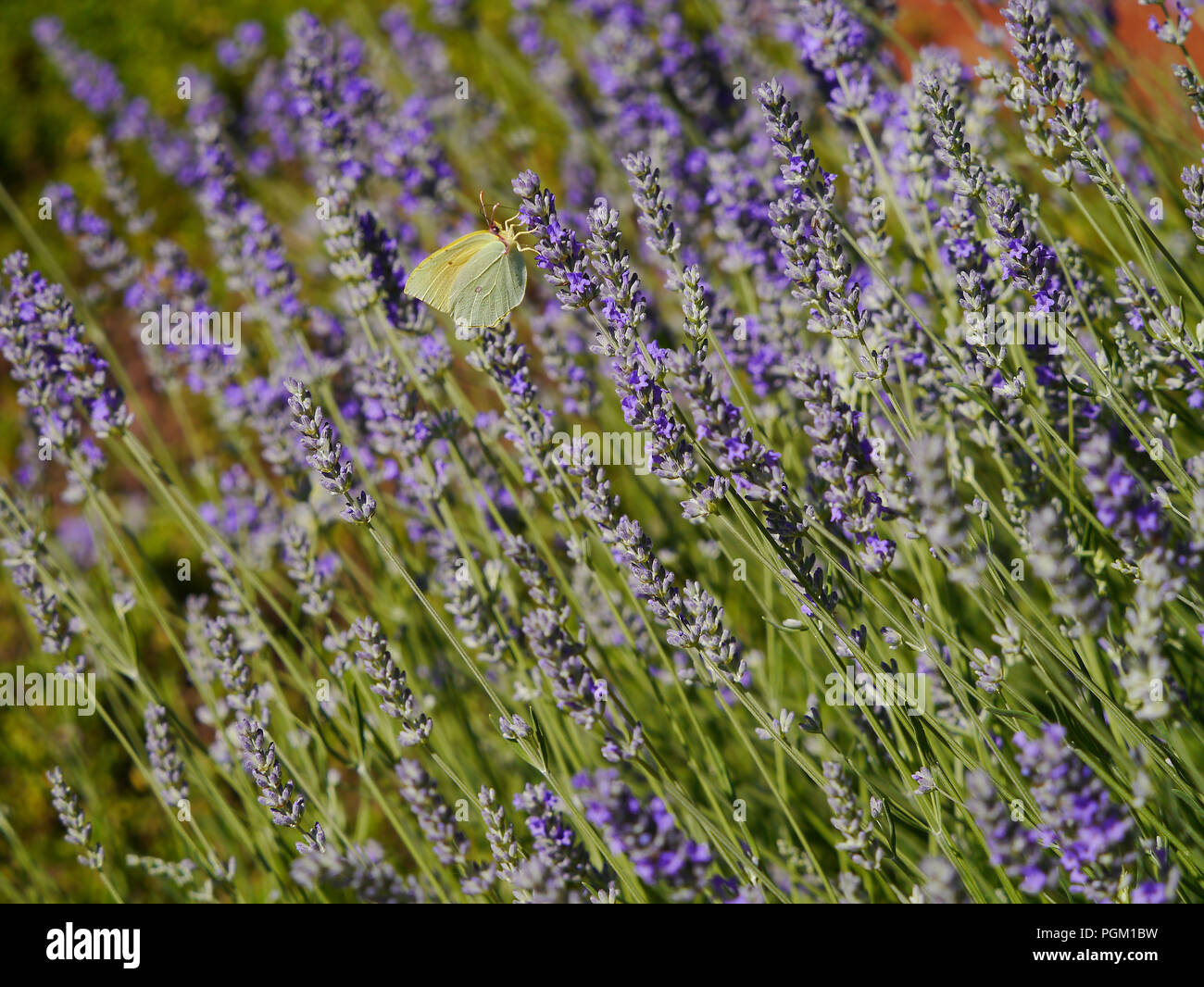 Butterfly italy hi-res stock photography and images - Alamy