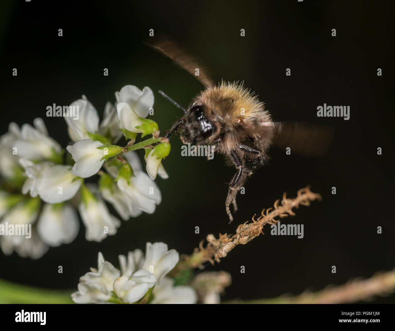 Bumble bee gathering honey from a flower Stock Photo