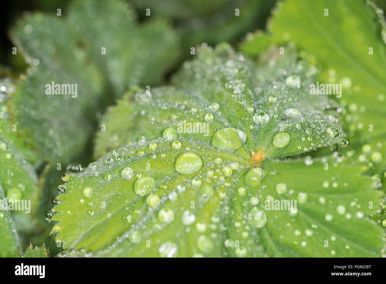 Waterdrops on the green leaf of a garden plant Stock Photo - Alamy
