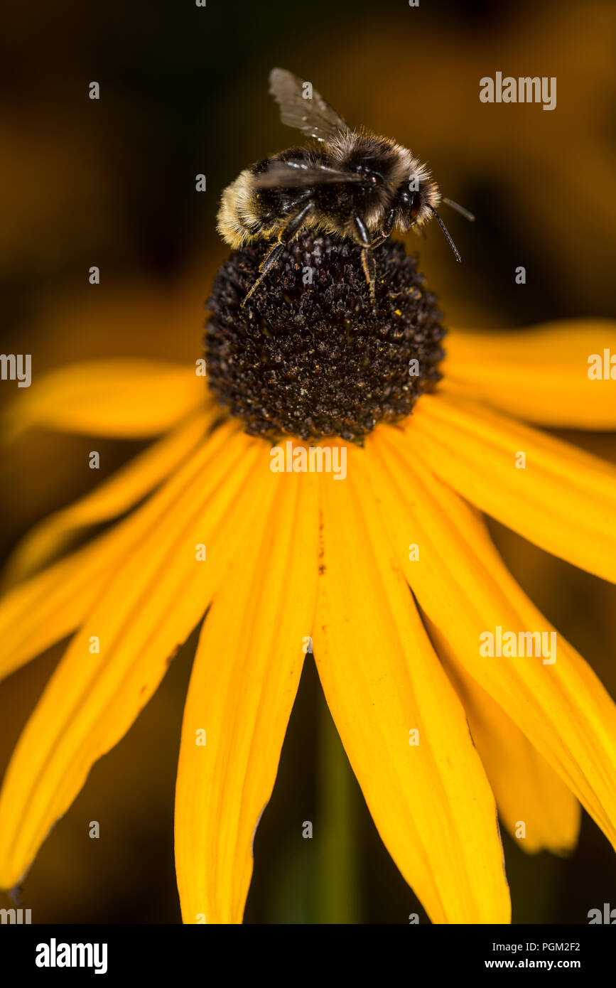 Bumble bee gathering honey from a flower Stock Photo