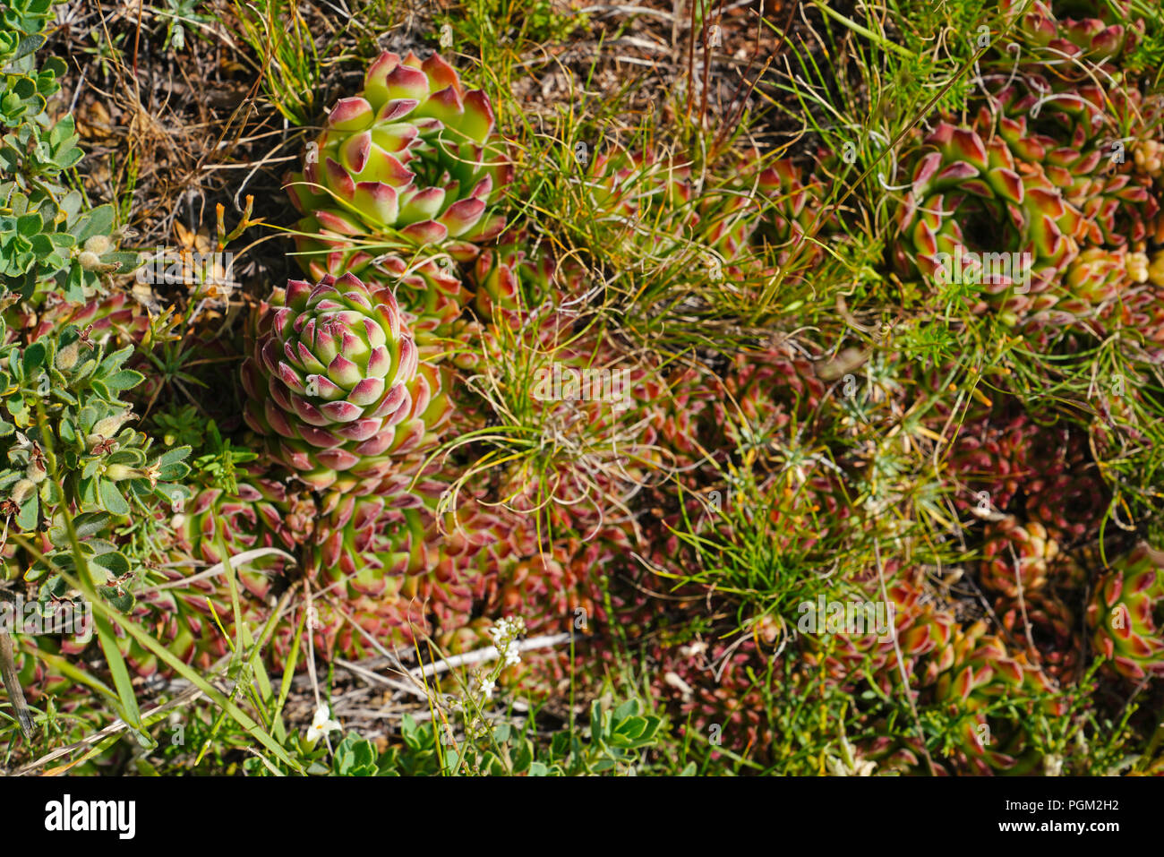 Common houseleek (Sempervivum tectorum) in nature in central Turkey Stock Photo