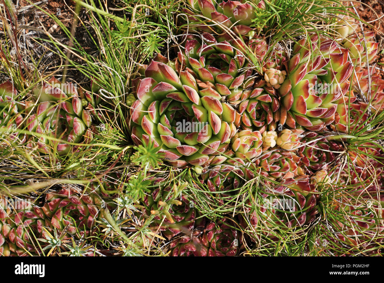Common houseleek (Sempervivum tectorum) in nature in central Turkey Stock Photo