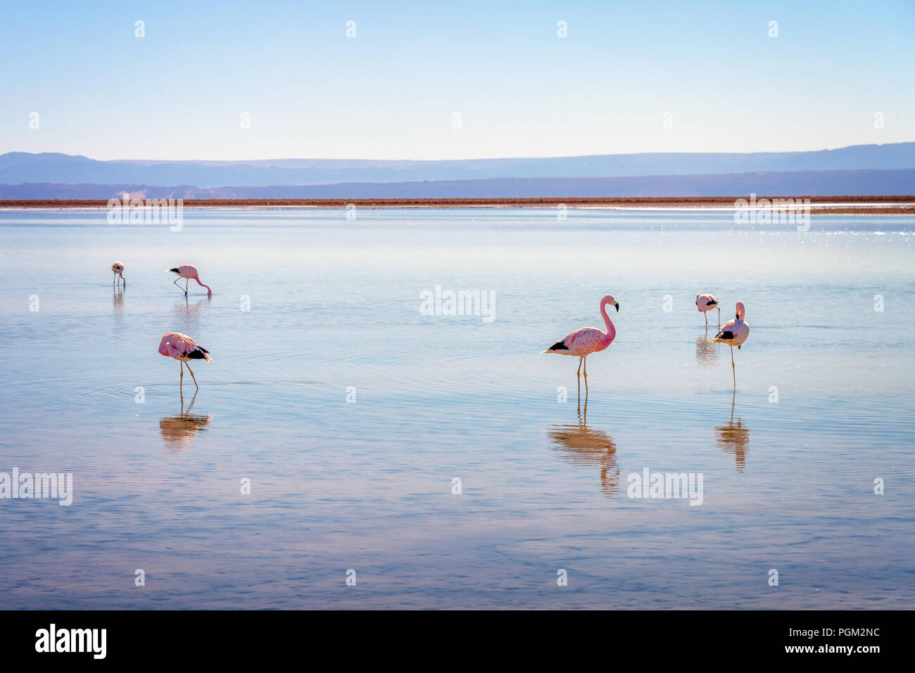 Andean flamingos in Laguna Chaxa, Atacama salar, Chile Stock Photo