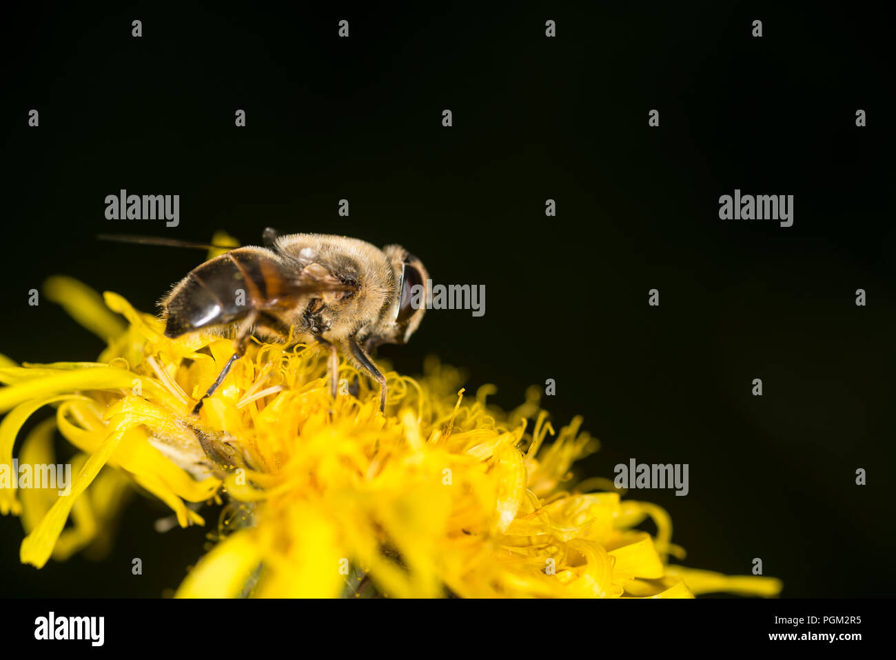 Honey bee gathering honey from a yellow flower Stock Photo