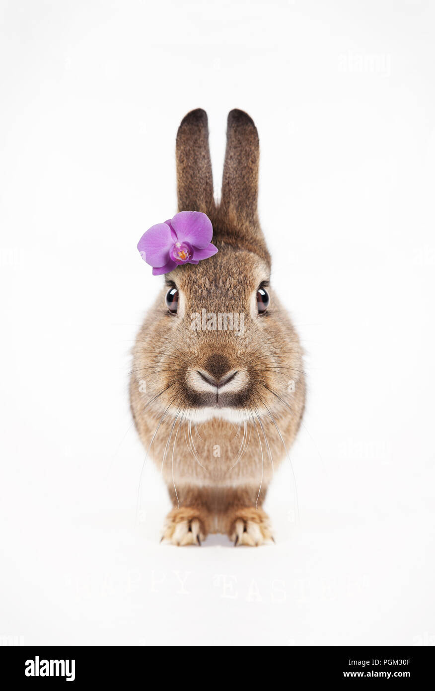 a gray-brown rabbit sitting looking at the camera. Background white greeting card Stock Photo