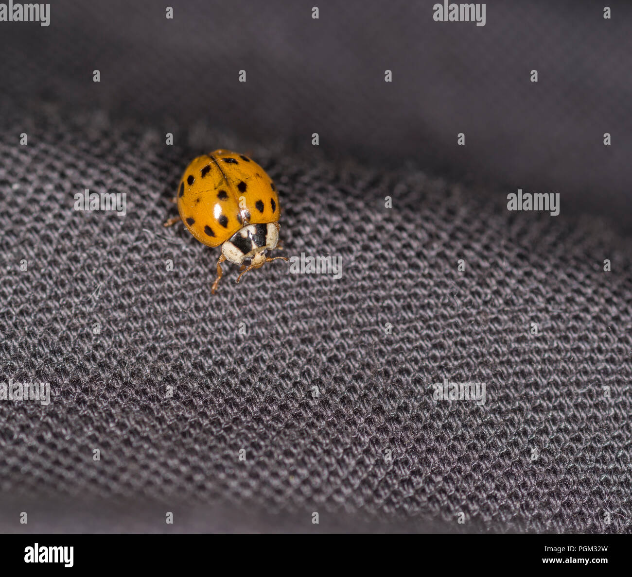 Ladybug on a black fabric Stock Photo Alamy