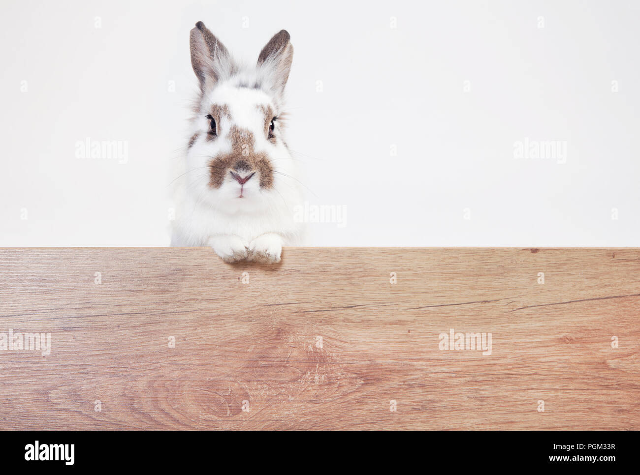 a white-brown rabbit looks into the camera over a wooden board. Background white Stock Photo
