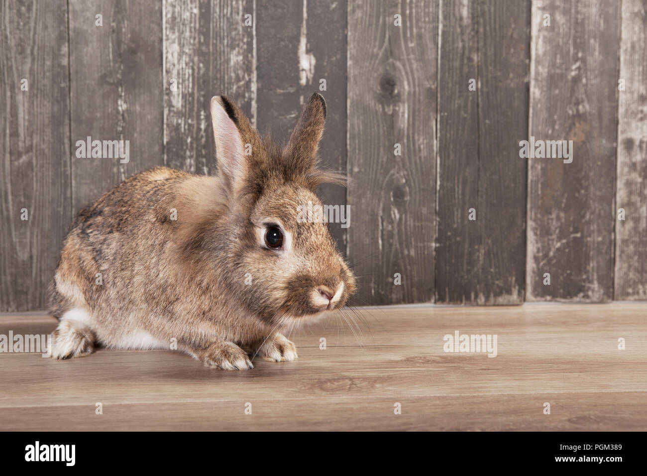 a gray-brown rabbit looks into the camera. Background wooden Stock Photo