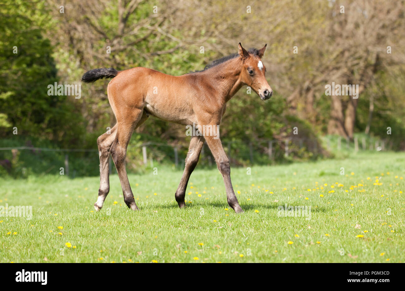 a young brown Holsteiner foal in spring on a green pasture Stock Photo
