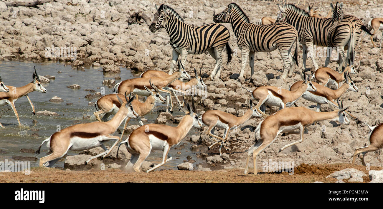 Herd of Springbok - Antidorcas marsupialis -  fleeing in stampede at Okaukeujo waterhole in Etosha, Namibia.  Burchell's or Plains Zebra,Equus quagga, Stock Photo