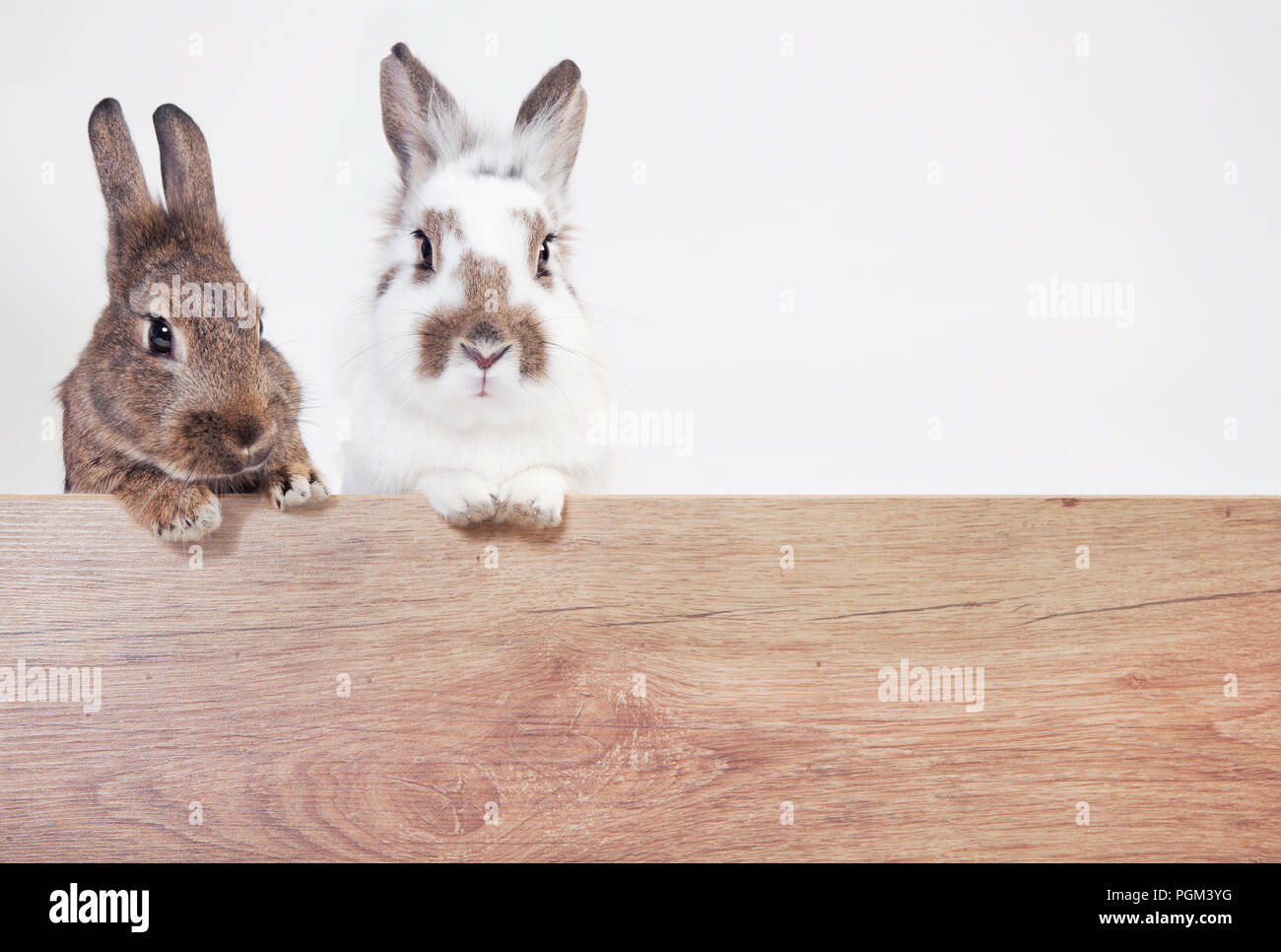two rabbits on a wooden billboard, isolated with white background Stock Photo