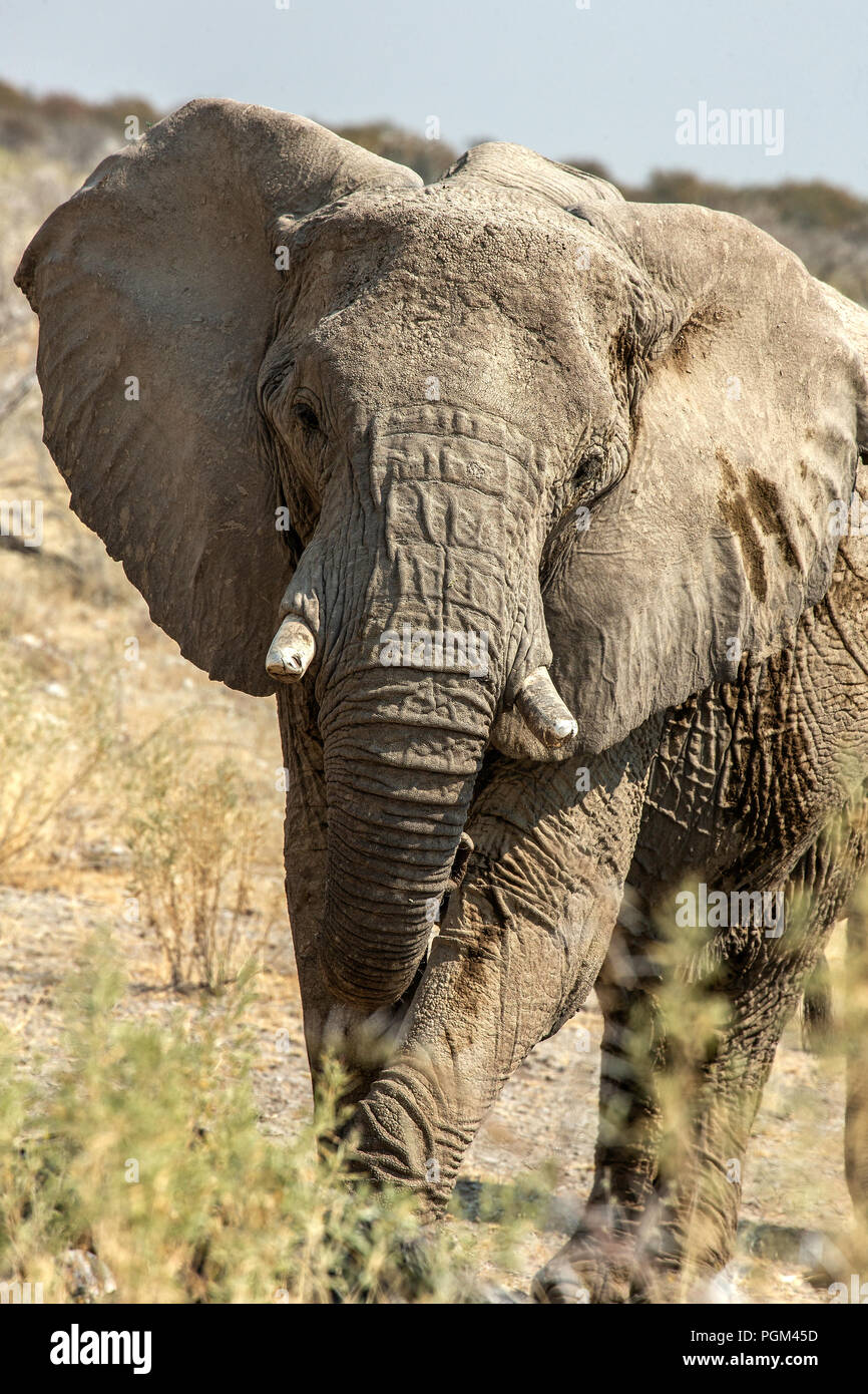 African Elephant Loxodonta africana eating acacia trees in Etosha