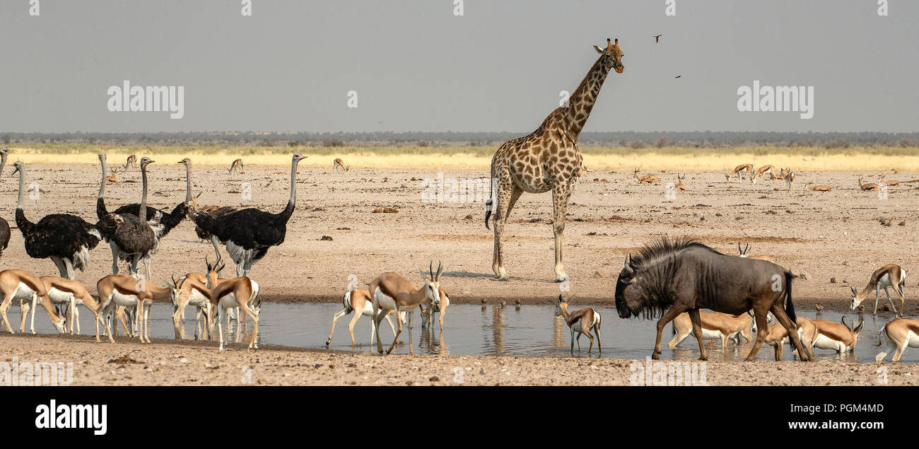 A giraffe at an Etosha Waterhole with a variety animals drinking