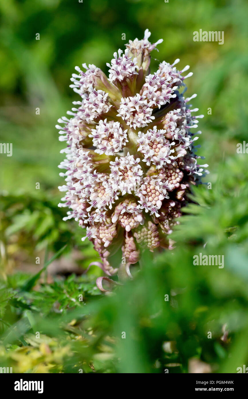 Butterbur (petasites hybridus), close up of a single flowering spike pushing up through the undergrowth. Stock Photo