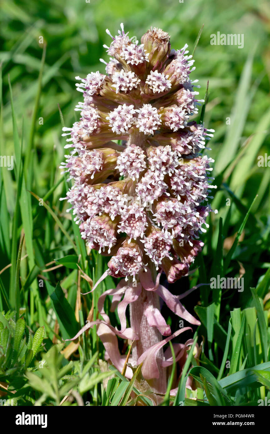 Butterbur (petasites hybridus), close up of a single flowering spike. Stock Photo