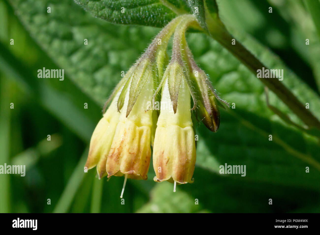 Comfrey, most likely Tuberous Comfrey (symphytum tuberosum), close up of the drooping flowers. Stock Photo