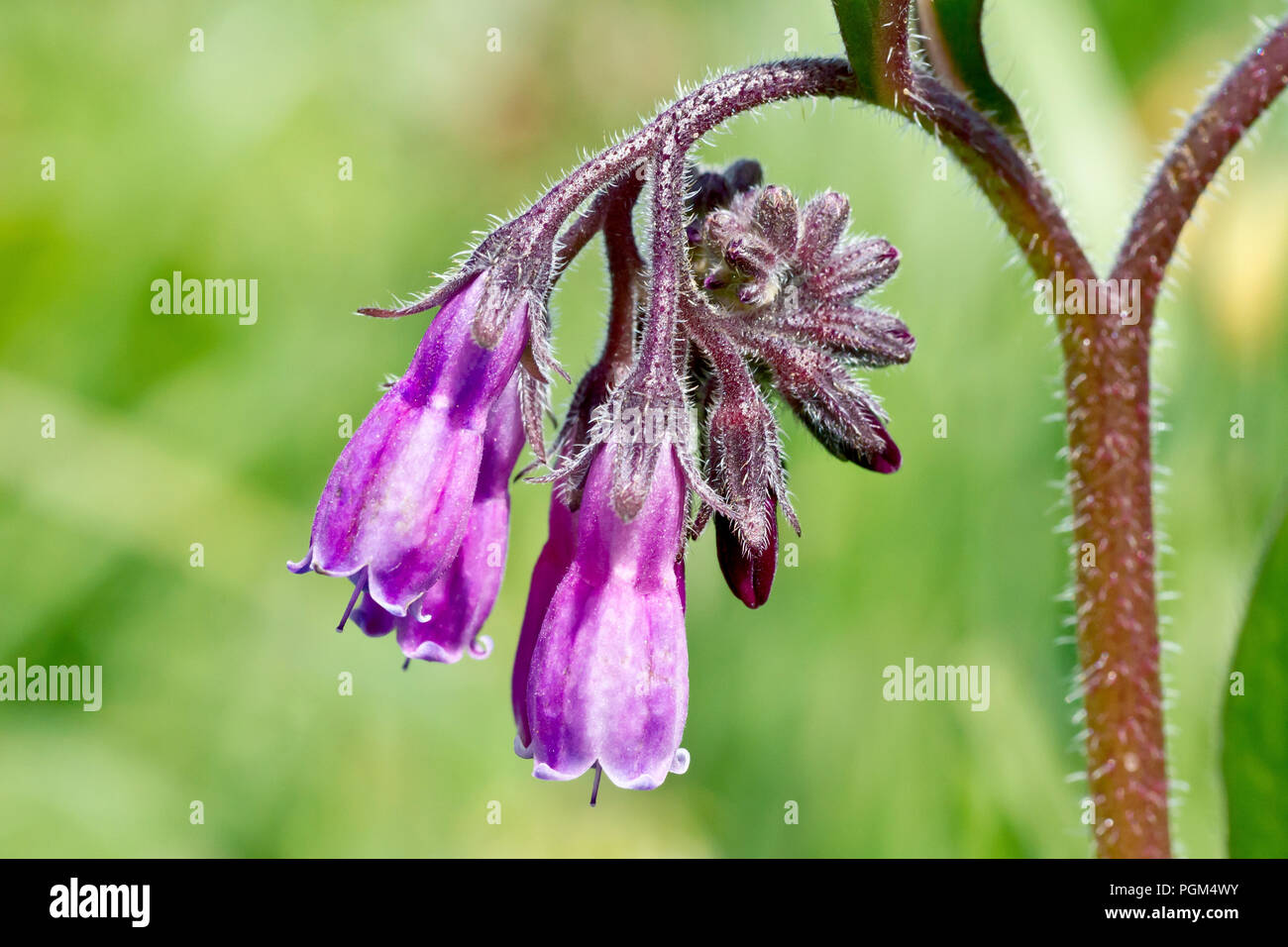 Comfrey, probably the hybrid species Russian Comfrey (symphytum x uplandicum), close up of the flowers with buds. Stock Photo